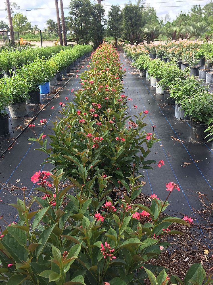 jatropha-hastata-watermelon-peregrina