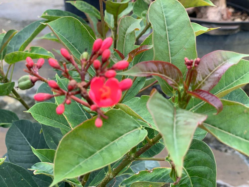 jatropha-hastata-watermelon-peregrina