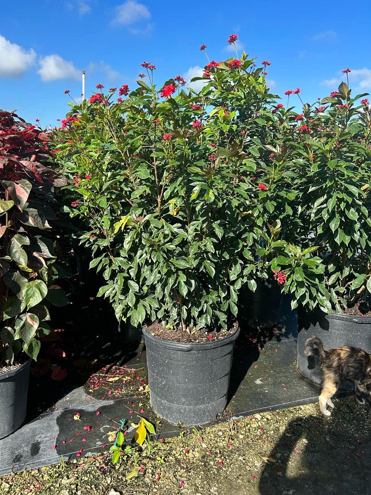 jatropha-hastata-watermelon-peregrina
