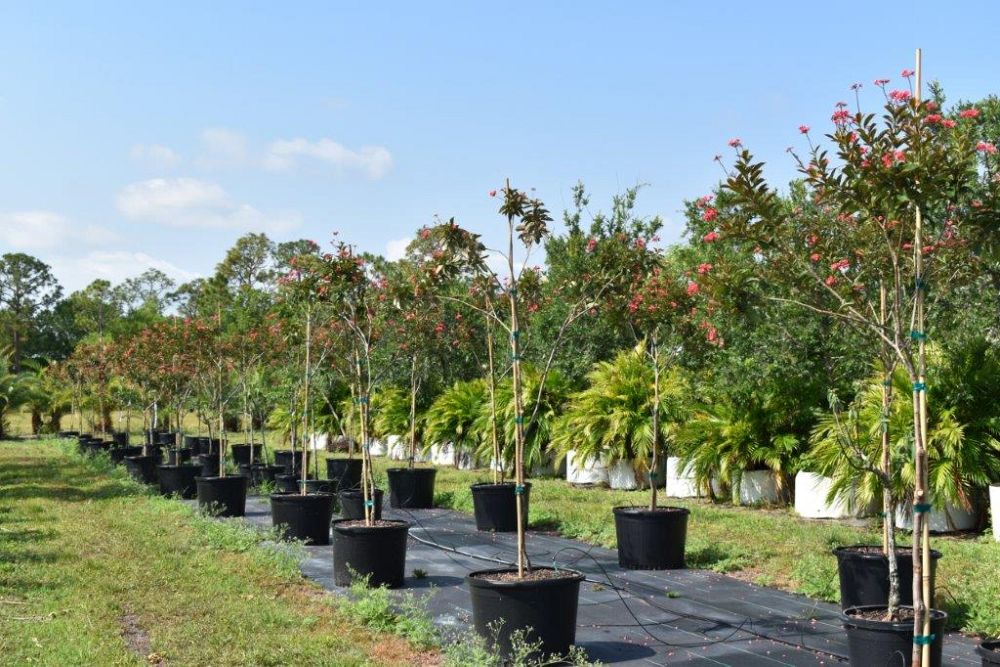jatropha-hastata-watermelon-peregrina