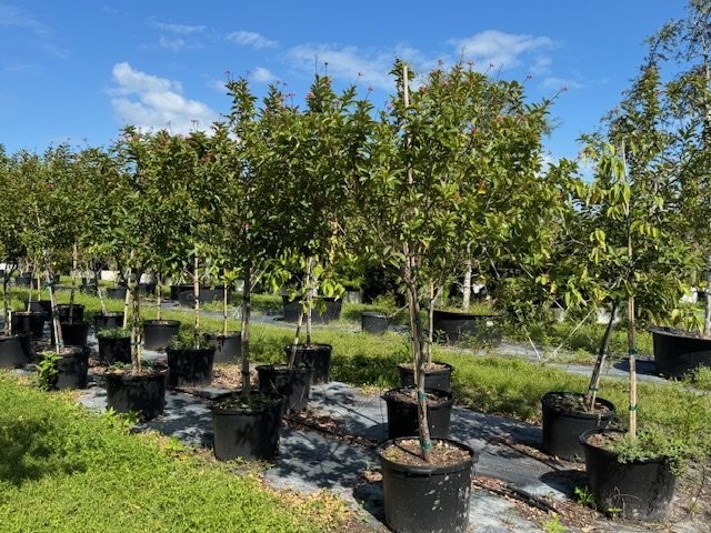 jatropha-hastata-watermelon-peregrina