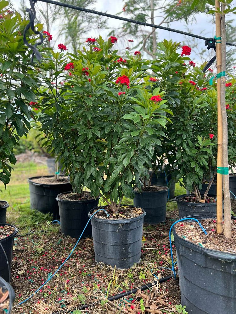 jatropha-hastata-watermelon-peregrina