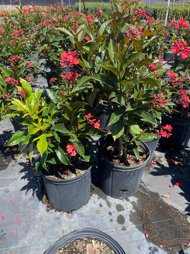 jatropha-hastata-watermelon-peregrina