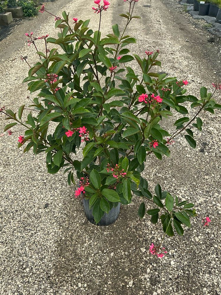 jatropha-hastata-watermelon-peregrina