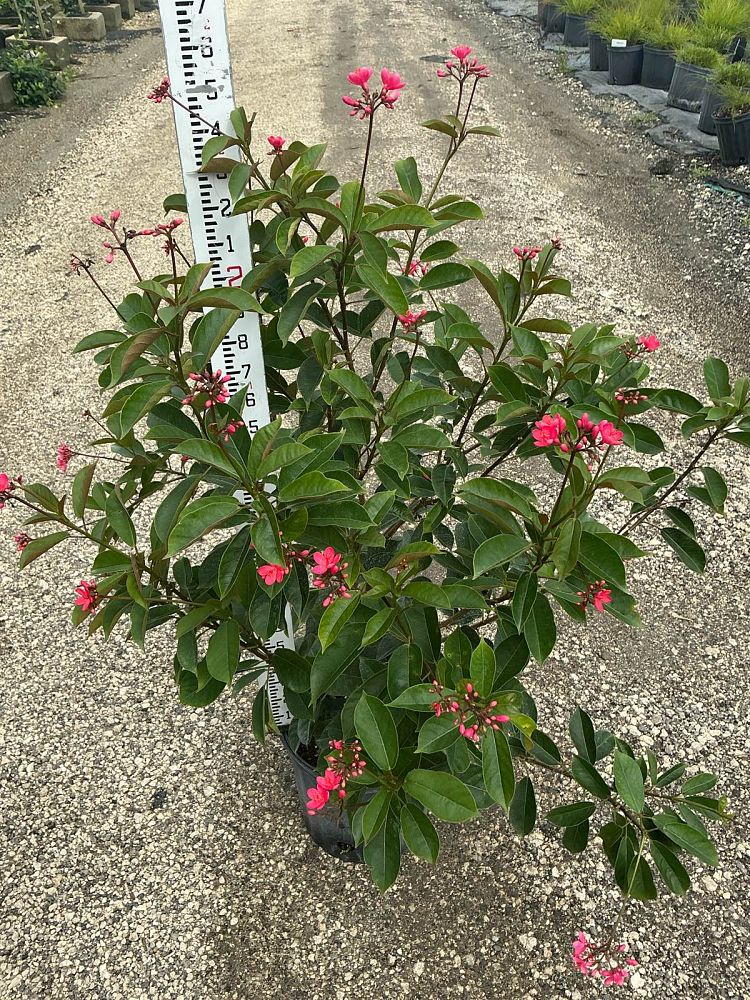 jatropha-hastata-watermelon-peregrina