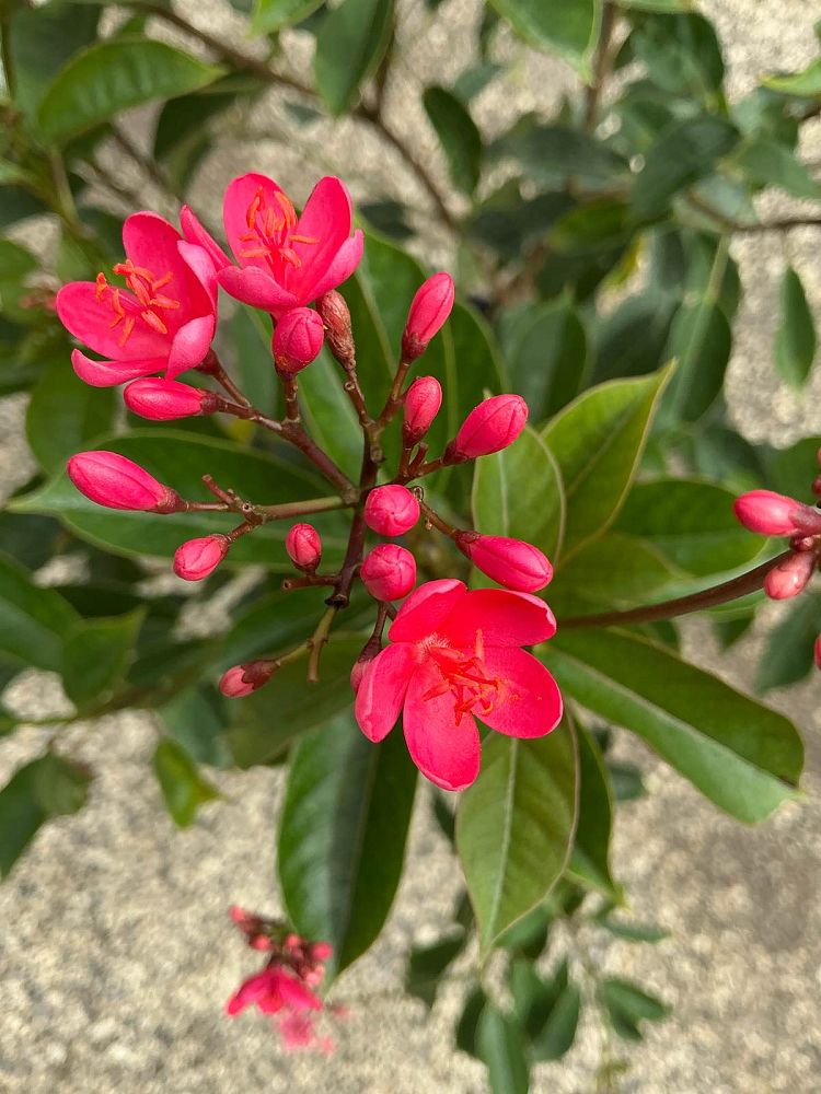 jatropha-hastata-watermelon-peregrina