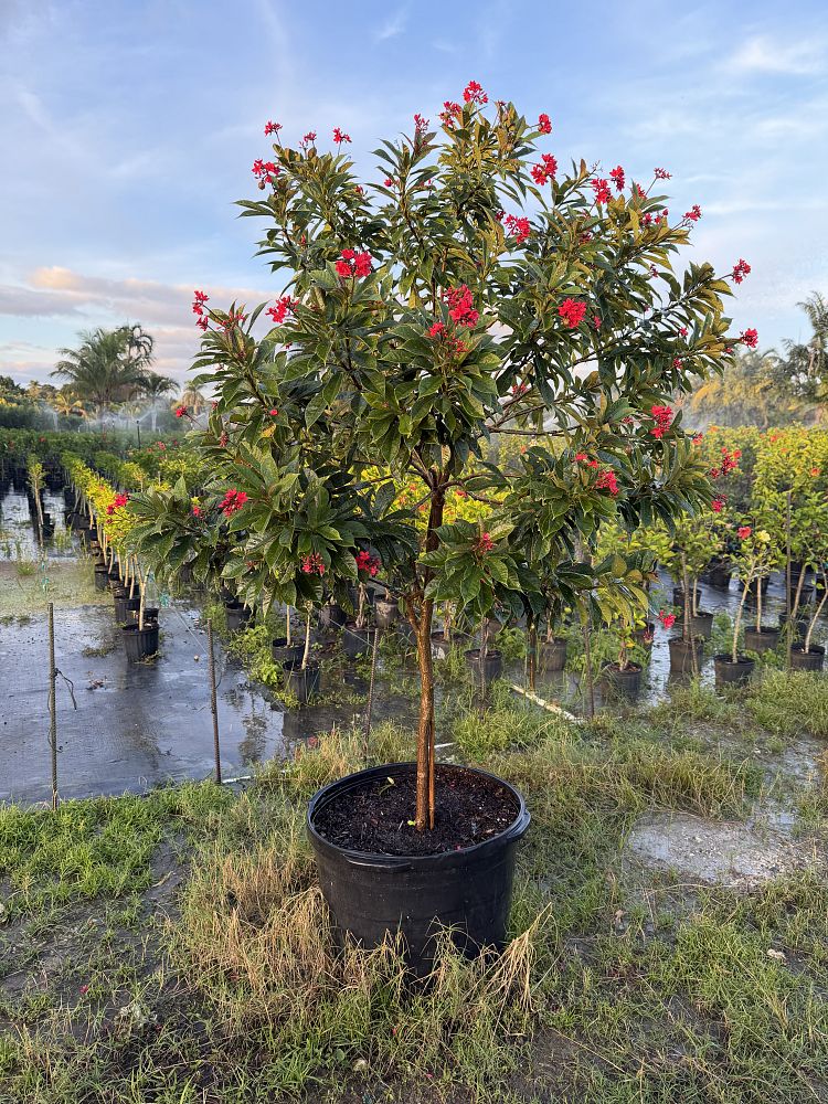 jatropha-hastata-watermelon-peregrina