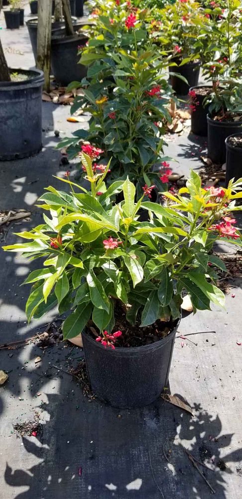 jatropha-integerrima-compacta-jatropha-hastata-compacta
