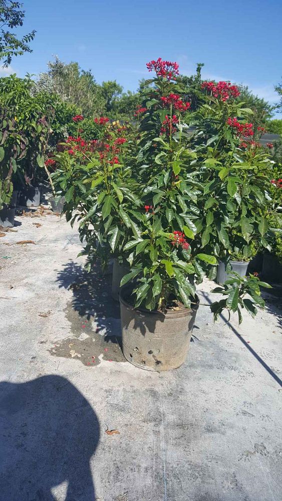 jatropha-integerrima-compacta-jatropha-hastata-compacta