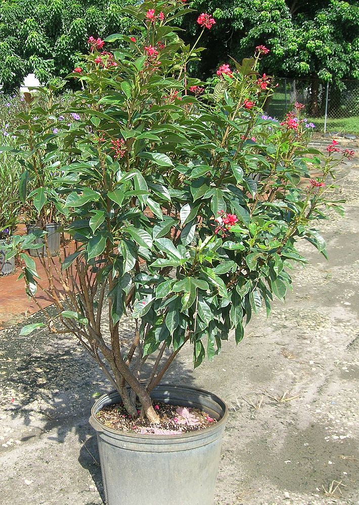 jatropha-integerrima-compacta-jatropha-hastata-compacta