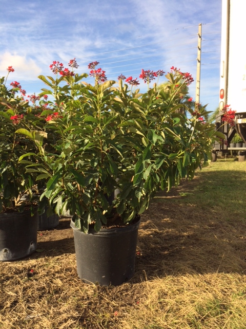 jatropha-integerrima-compacta-jatropha-hastata-compacta