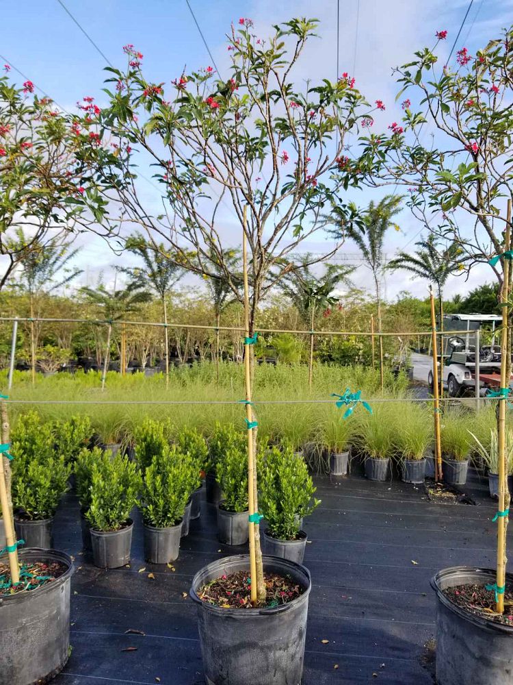 jatropha-integerrima-compacta-jatropha-hastata-compacta