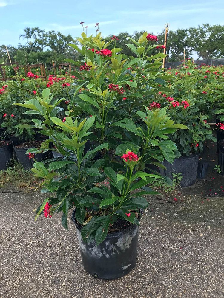 jatropha-integerrima-compacta-jatropha-hastata-compacta