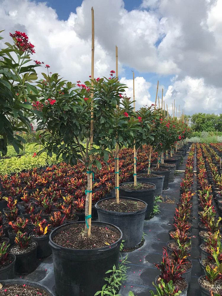 jatropha-integerrima-compacta-jatropha-hastata-compacta