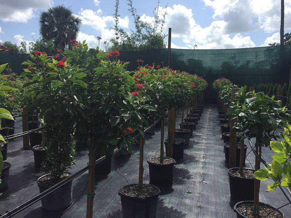 jatropha-integerrima-compacta-jatropha-hastata-compacta