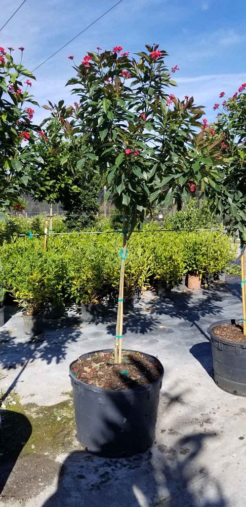 jatropha-integerrima-compacta-jatropha-hastata-compacta