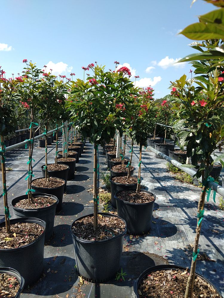 jatropha-integerrima-compacta-jatropha-hastata-compacta