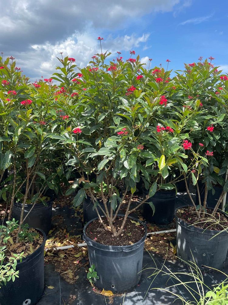 jatropha-integerrima-compacta-jatropha-hastata-compacta