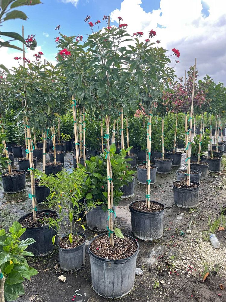 jatropha-integerrima-compacta-jatropha-hastata-compacta