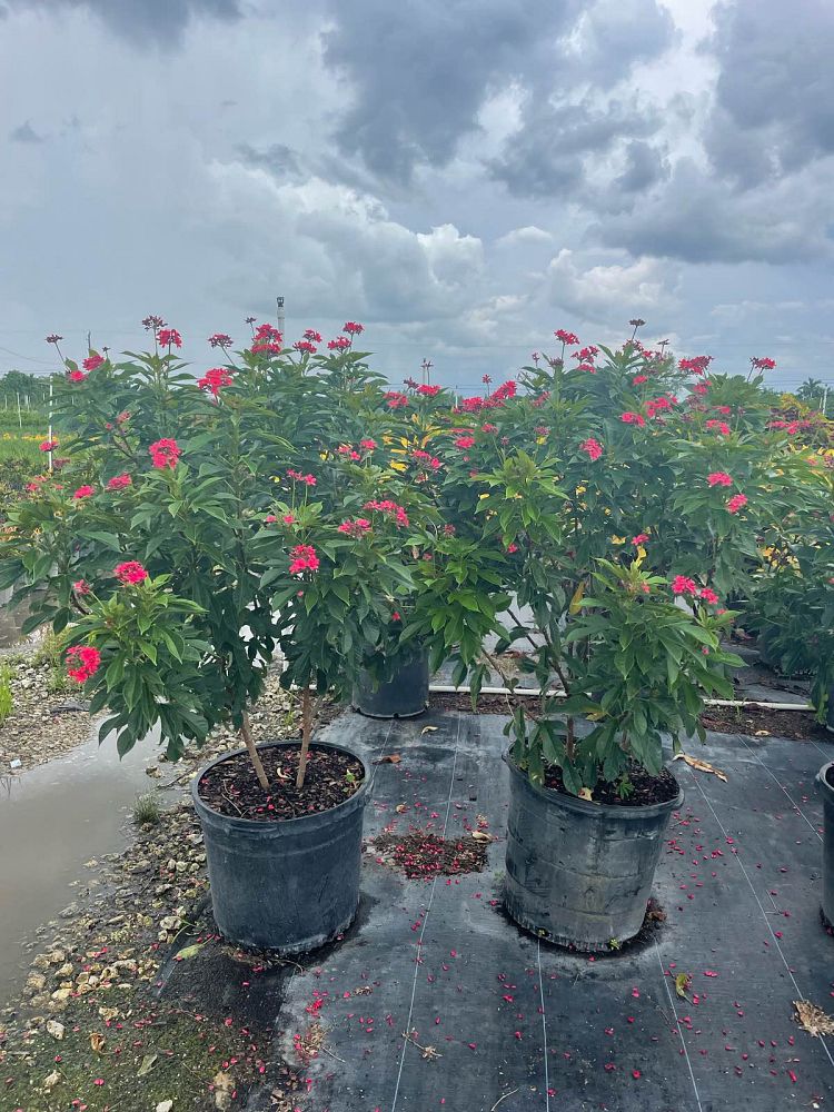 jatropha-integerrima-compacta-jatropha-hastata-compacta