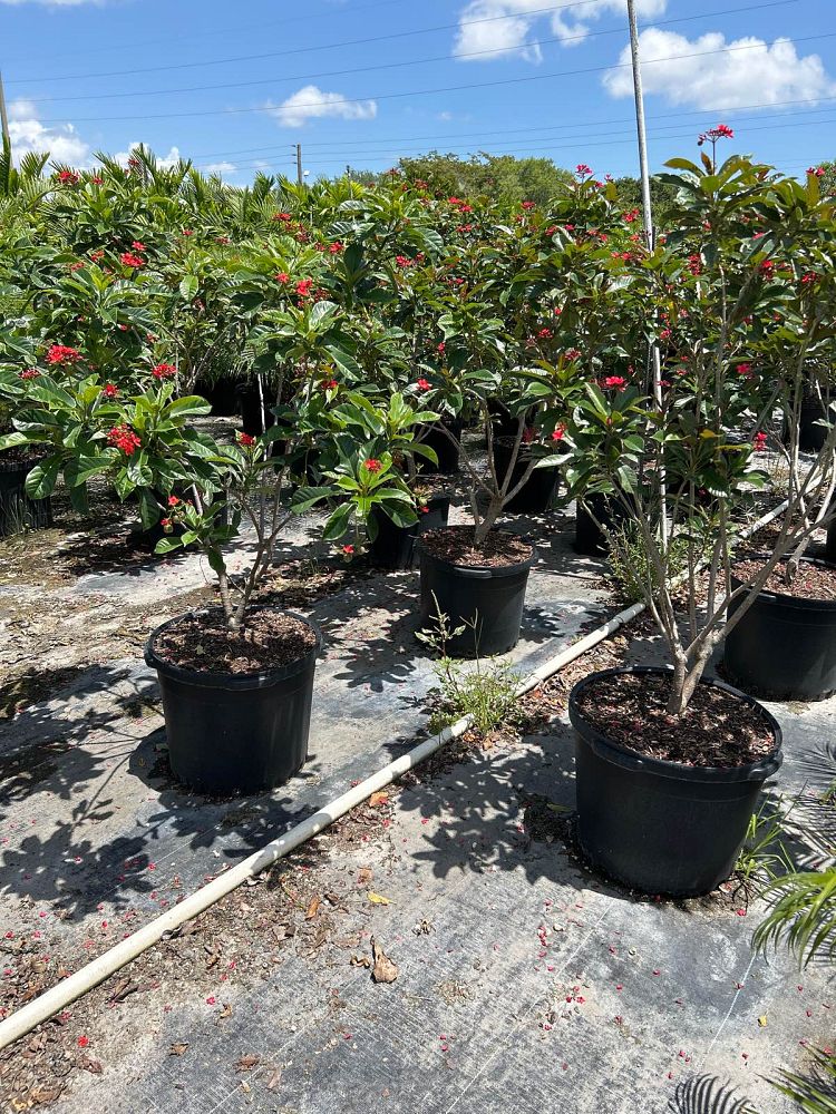 jatropha-integerrima-compacta-jatropha-hastata-compacta