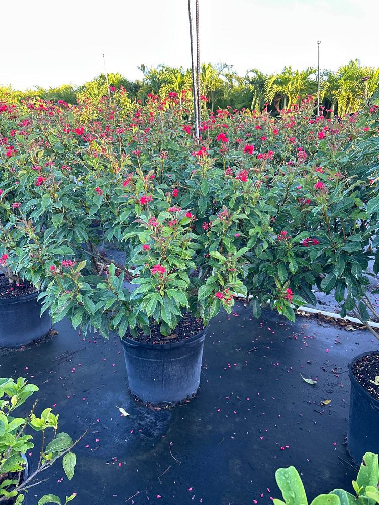 jatropha-integerrima-compacta-jatropha-hastata-compacta