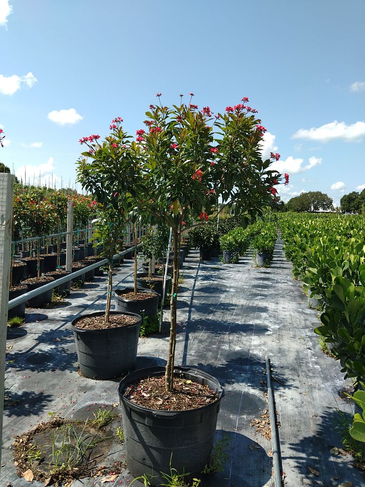 jatropha-integerrima-compacta-jatropha-hastata-compacta