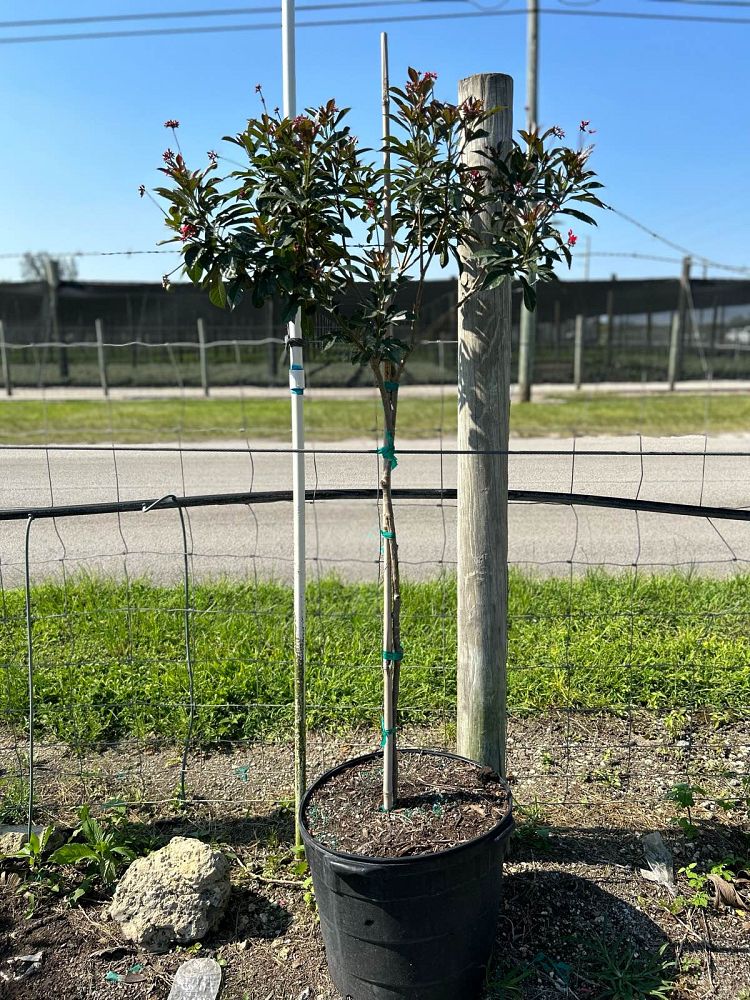 jatropha-integerrima-compacta-jatropha-hastata-compacta