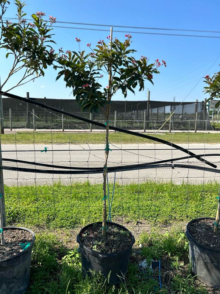 jatropha-integerrima-compacta-jatropha-hastata-compacta