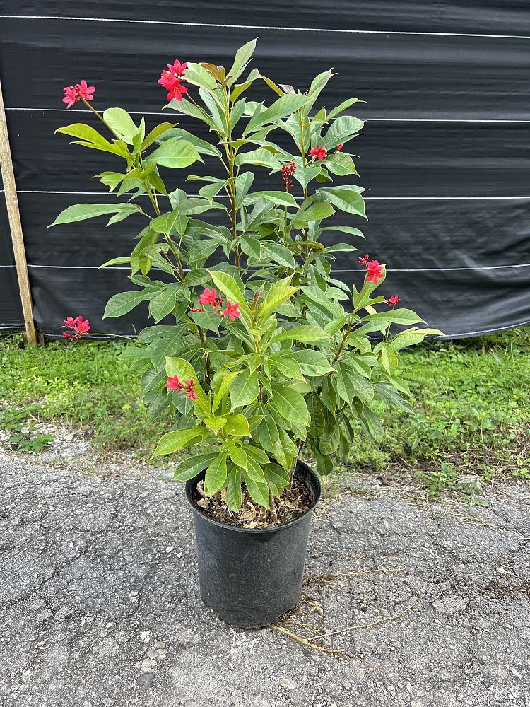 jatropha-integerrima-compacta-jatropha-hastata-compacta