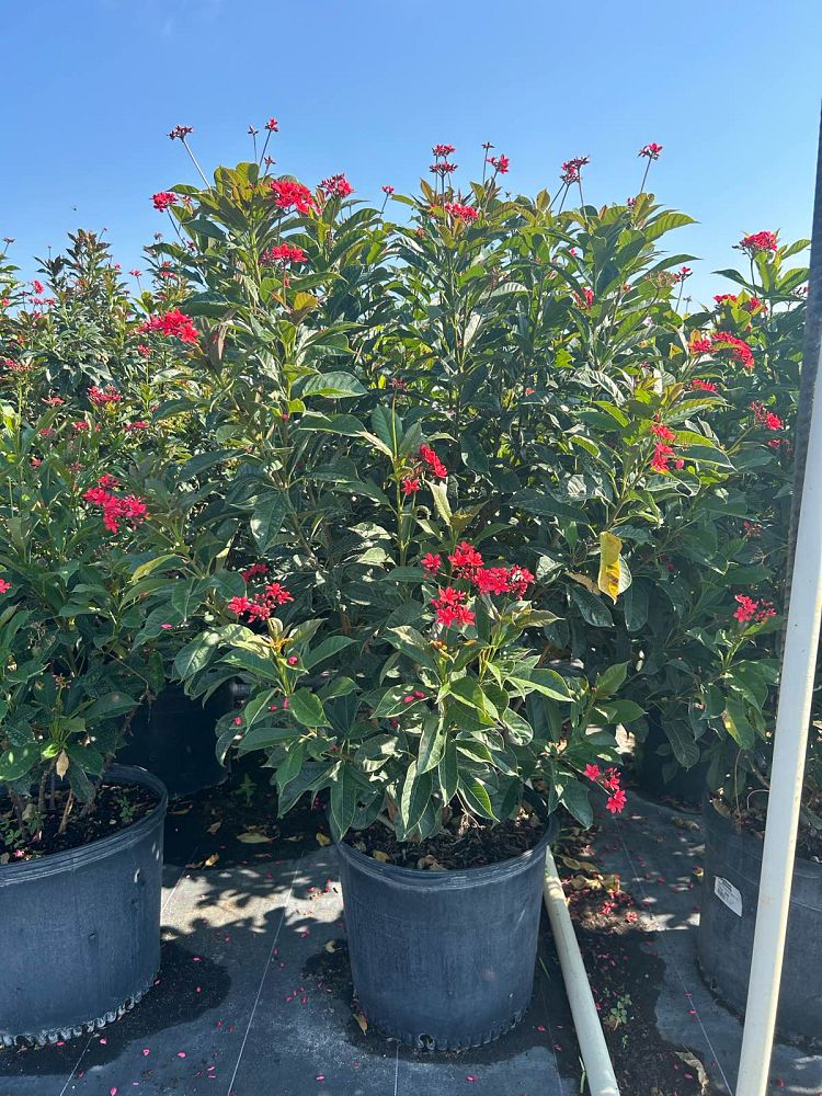 jatropha-integerrima-compacta-jatropha-hastata-compacta