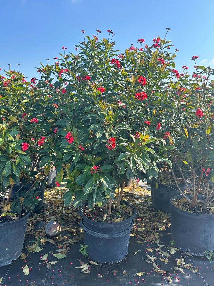 jatropha-integerrima-compacta-jatropha-hastata-compacta