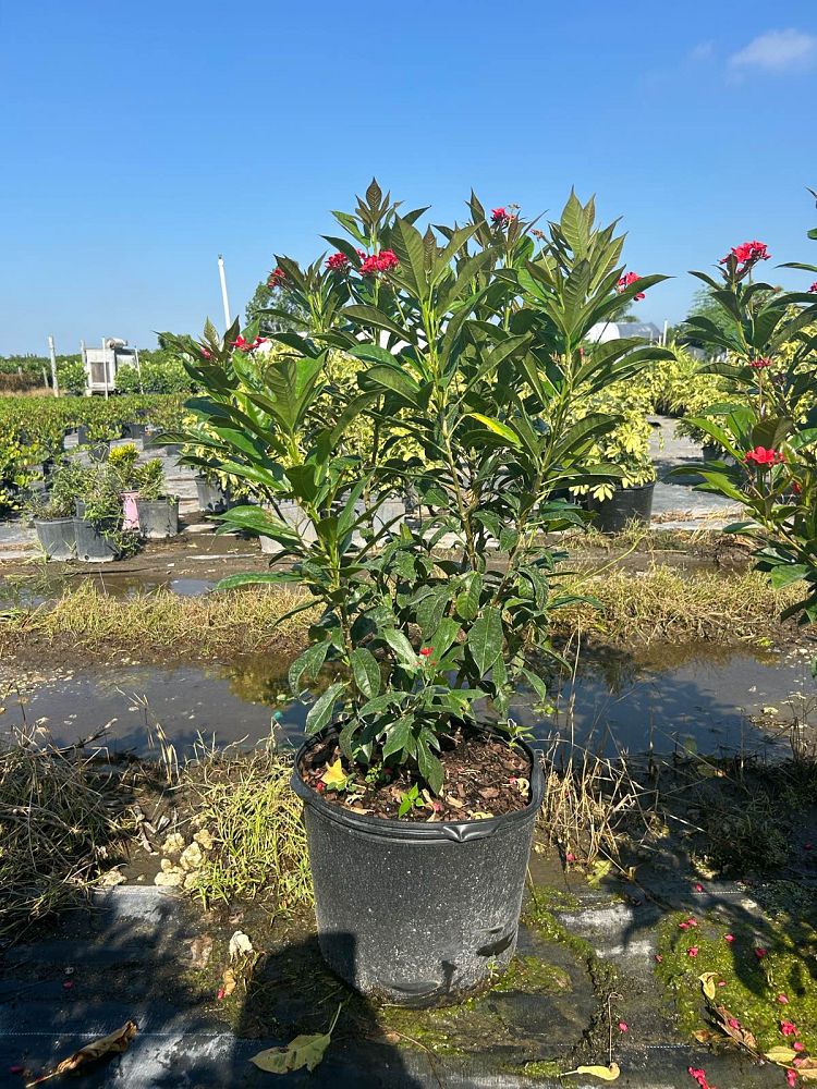 jatropha-integerrima-compacta-jatropha-hastata-compacta