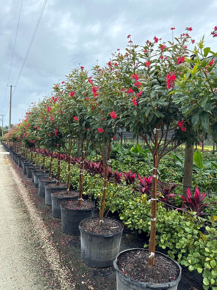 jatropha-integerrima-compacta-jatropha-hastata-compacta