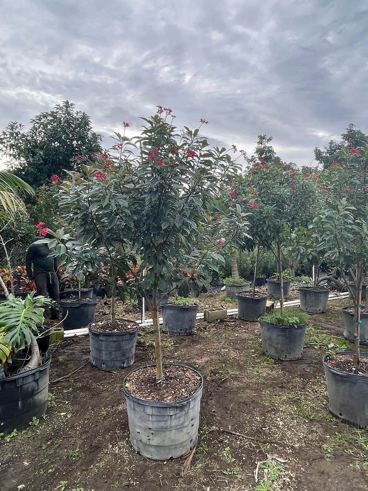jatropha-integerrima-compacta-pink-jatropha-petite-pinkie-spicy