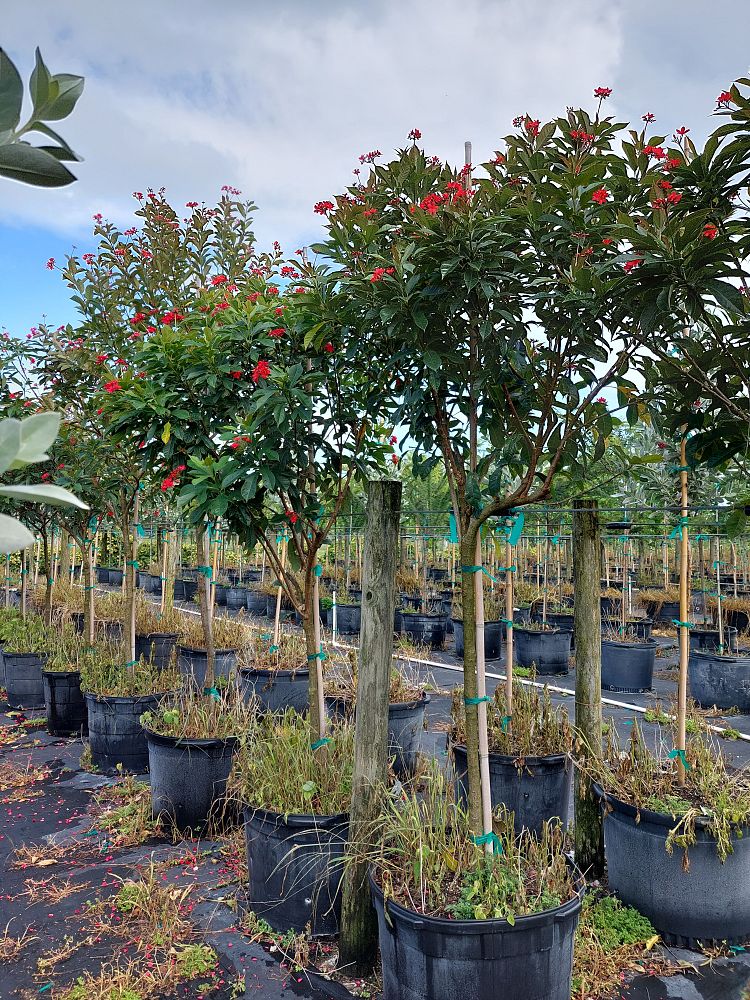 jatropha-integerrima-integerrima-peregrina