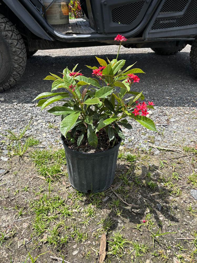 jatropha-integerrima-integerrima-peregrina