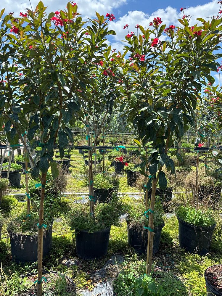 jatropha-integerrima-integerrima-peregrina