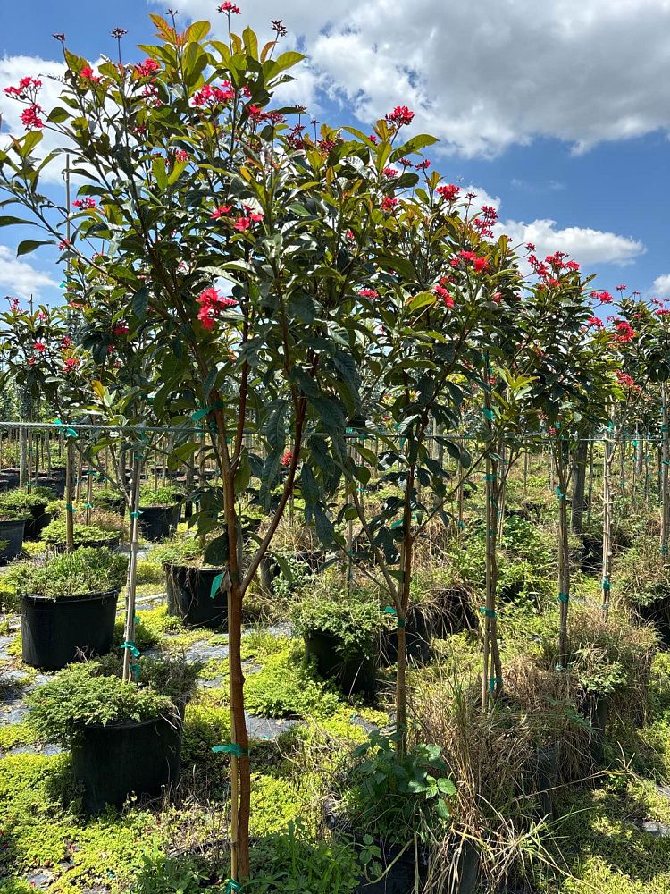 jatropha-integerrima-integerrima-peregrina