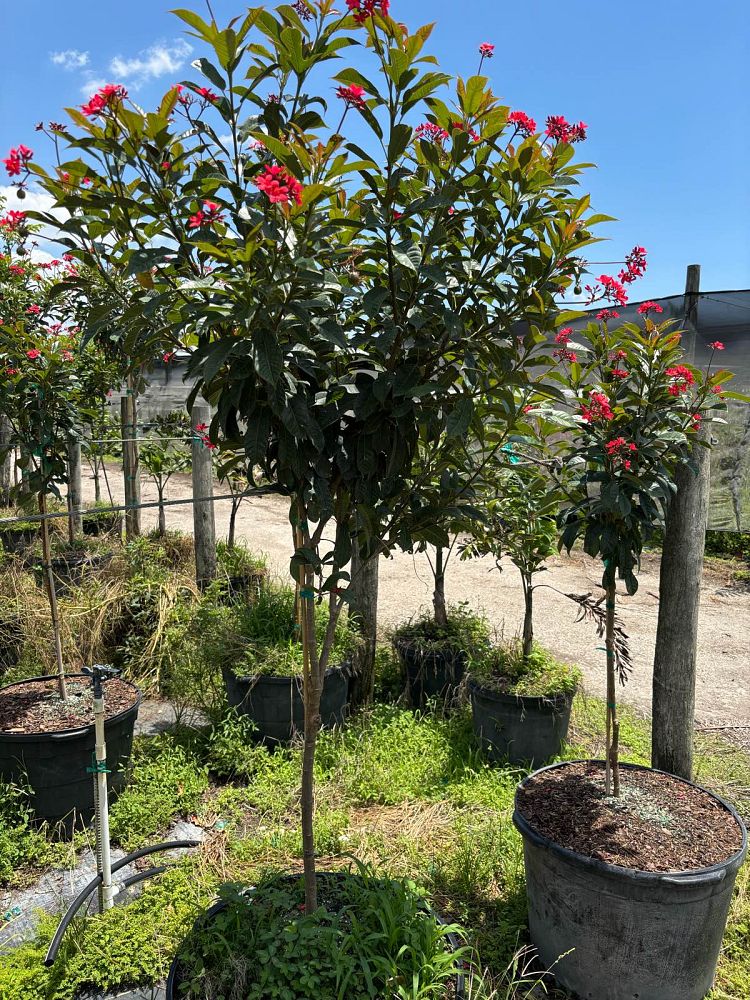 jatropha-integerrima-integerrima-peregrina