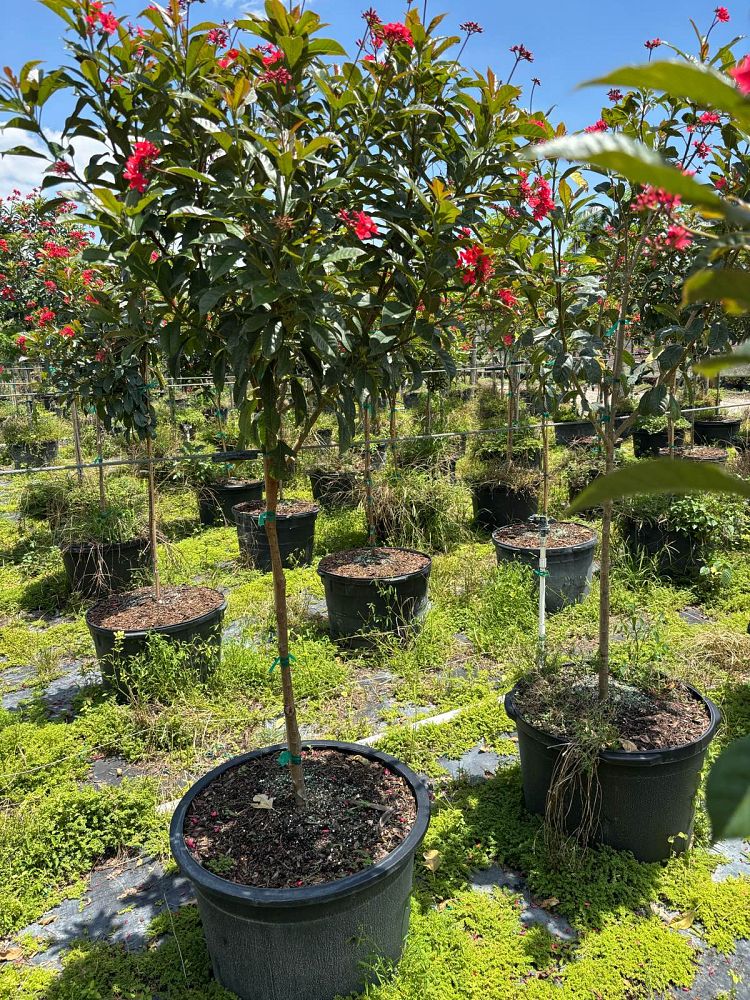 jatropha-integerrima-integerrima-peregrina