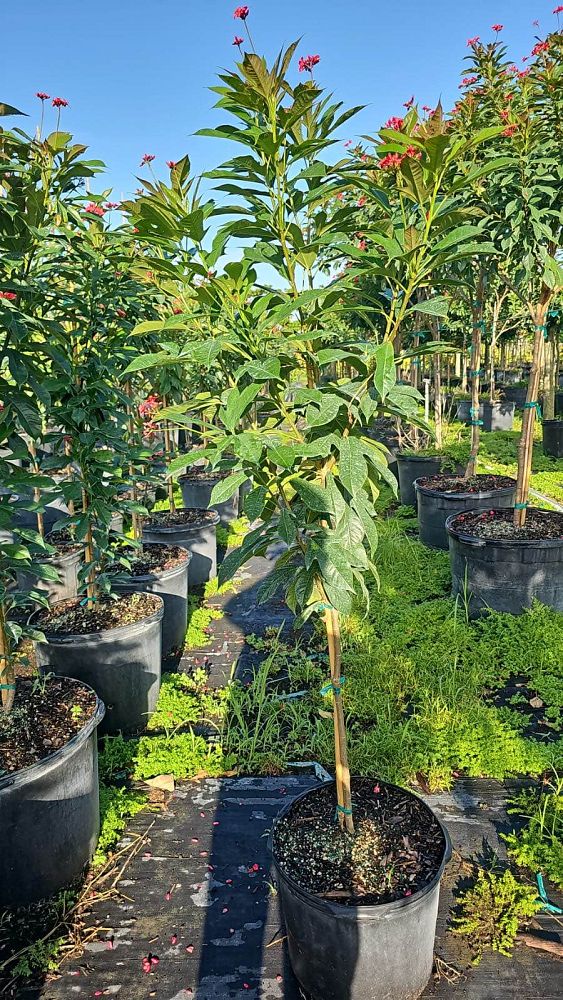 jatropha-integerrima-integerrima-peregrina