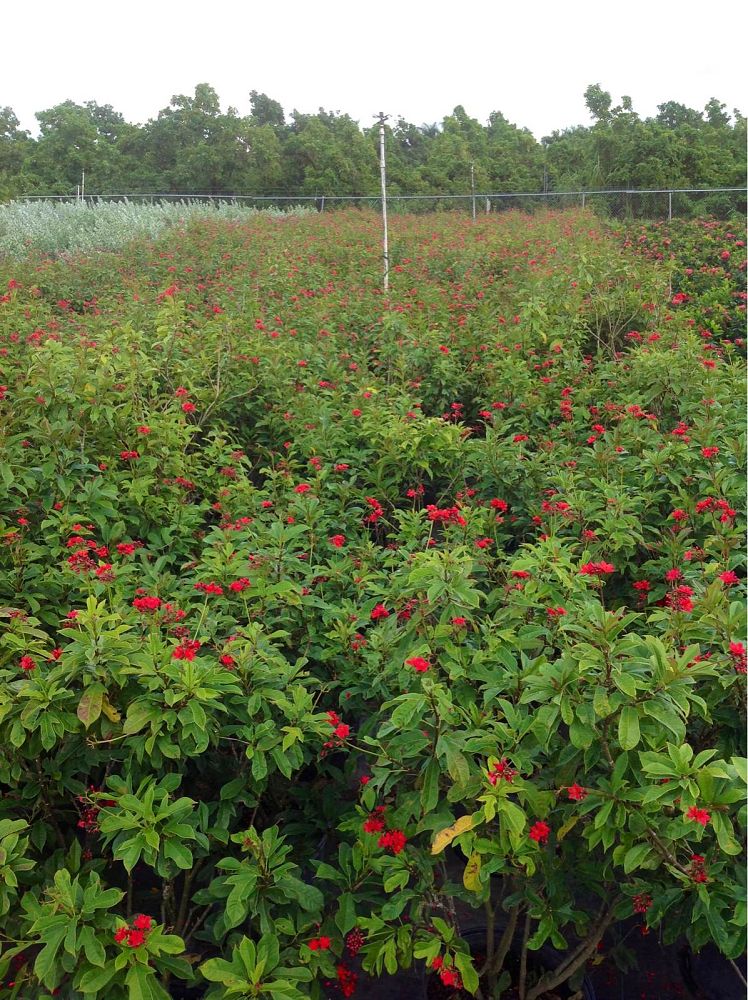 jatropha-integerrima-peregrina