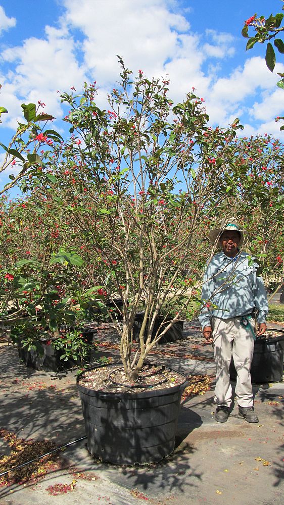 jatropha-integerrima-peregrina
