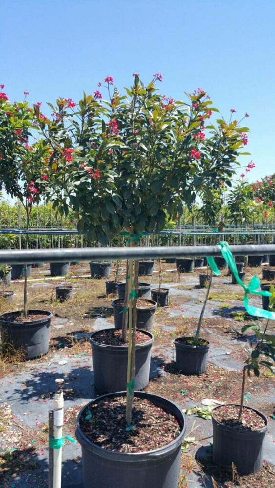 jatropha-integerrima-peregrina