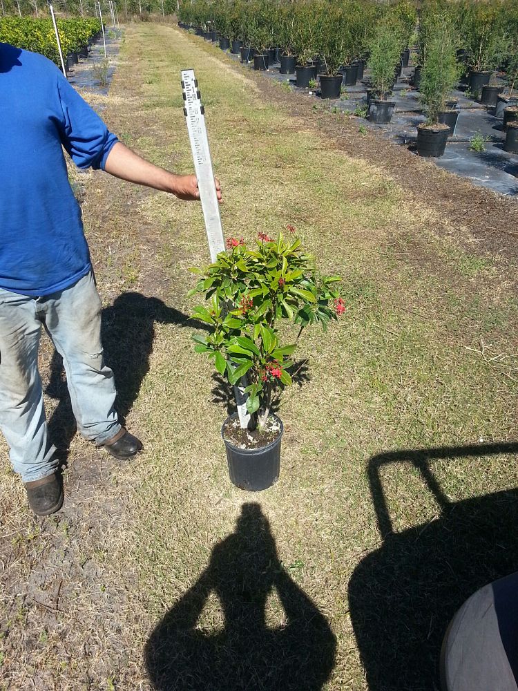 jatropha-integerrima-peregrina