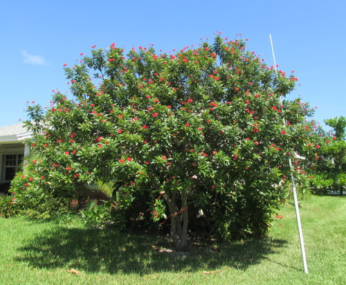 jatropha-integerrima-peregrina