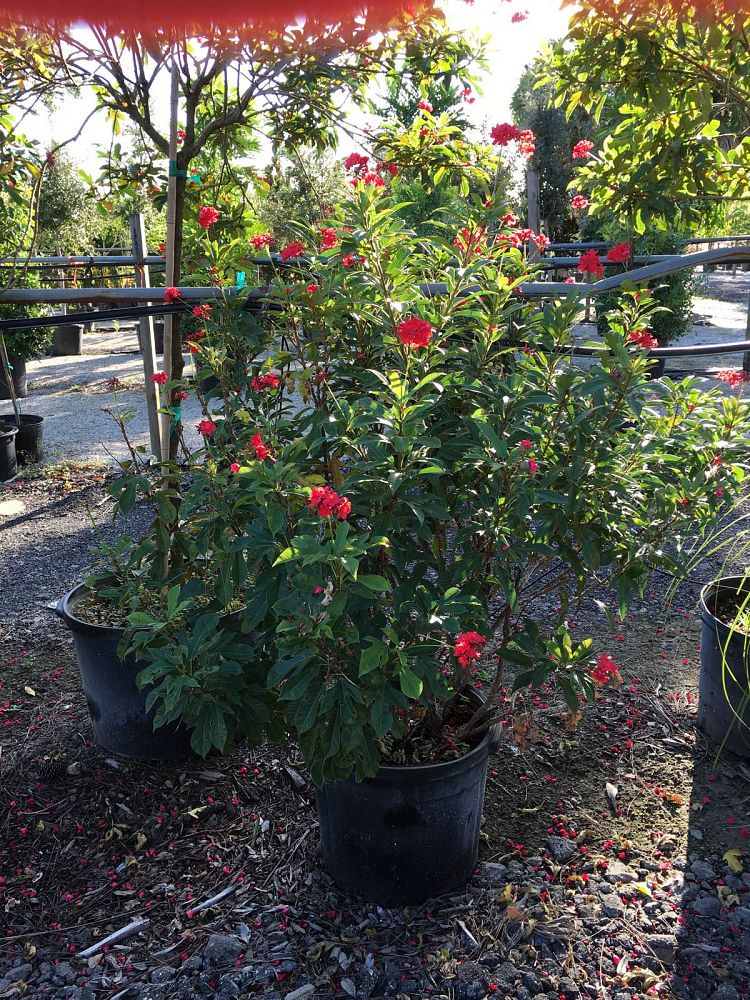 jatropha-integerrima-peregrina
