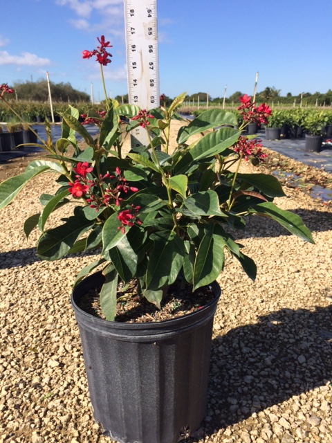jatropha-integerrima-peregrina