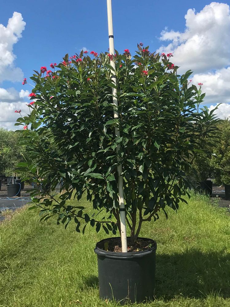 jatropha-integerrima-peregrina